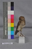 藏品(磯鷸)的圖片